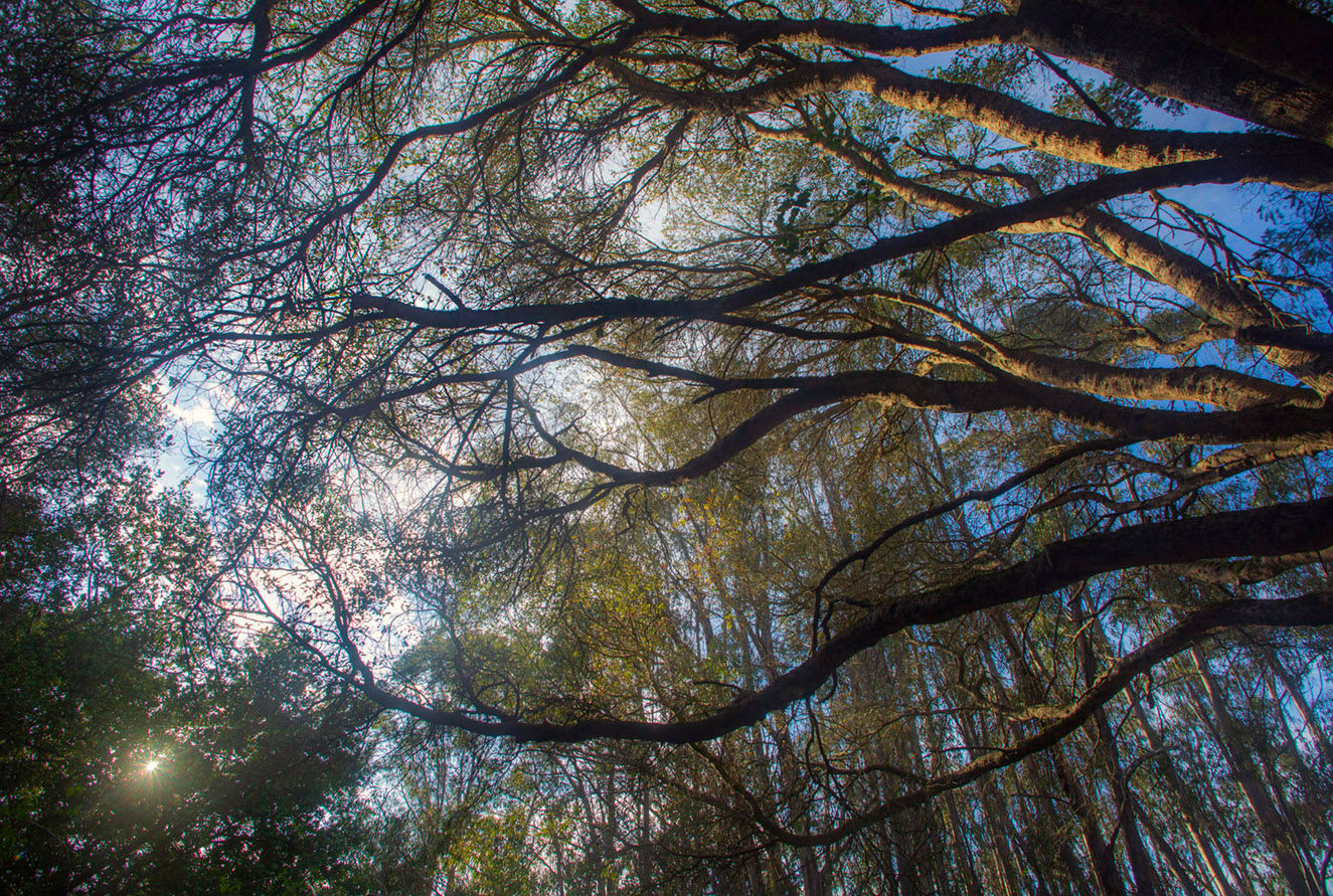 Tree.2.21.Tilden.web.jpg
