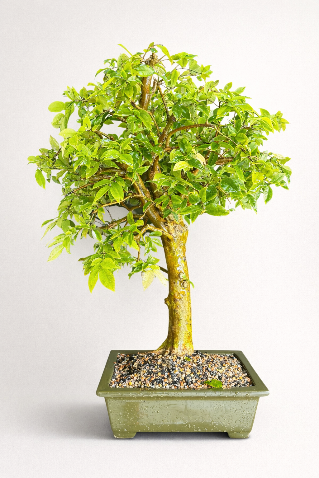 Jabuticabeira híbrida - 20 anos- Já frutifica