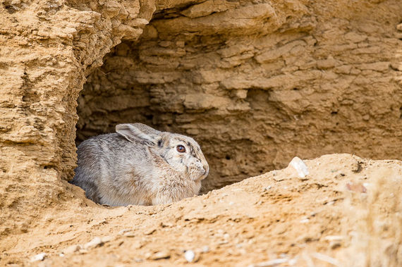 Cottontail rabbit in rock cave. ©Elizabeth Boehm