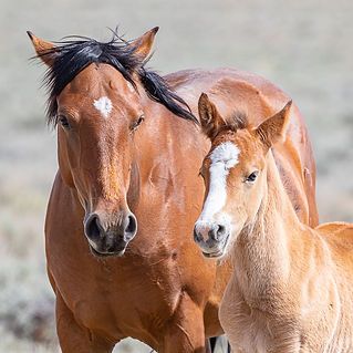 Wild Horses ©Elizabeth Boehm