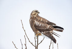 Rough-legged Hawk. ©Elizabeth Boehm
