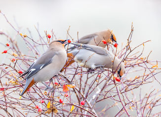Bohemian waxwings eating rose-hips in the fall. ©Elizabeth Boehm
