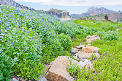 Wildflowers and Death Canyon Shelf. ©Elizabeth Boehm