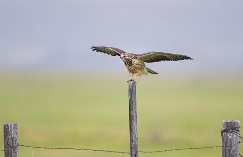 Swainson's Hawk ©Elizabeth Boehm