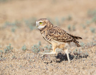 Juvenile Burrowing Owl walking. ©Elizabeth Boehm