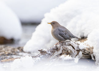 American Dipper along snow-covered river. ©Elizabeth Boehm