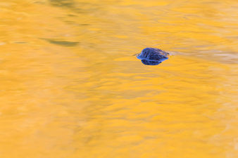 Yellow aspens reflected in Pine Creek. ©Elizabeth Boehm
