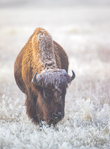 Cow Bison in hoarfrost. ©Elizabeth Boehm