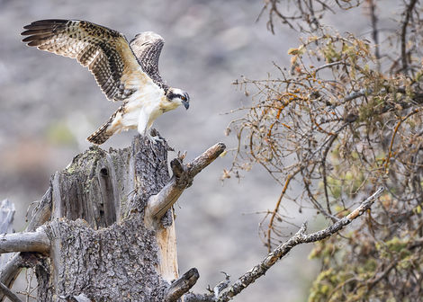 Osprey stretching wings. ©Elizabeth Boehm