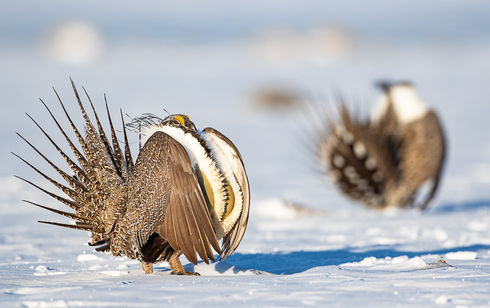 Sage Grouse strutting in snow. ©Elizabeth Boehm