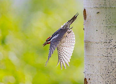 Red-naped Woodpecker coming out of cavity. ©Elizabeth Boehm
