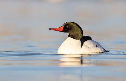 Drake Common Merganser in breeding plumage. ©Elizabeth Boehm