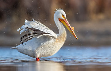 Shaking American White Pelican, Wyoming. ©Elizabeth Boehm
