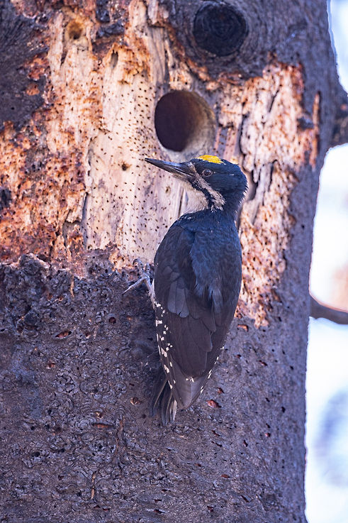 Black-backed Woodpecker at nest cavity in burn. ©Elizabeth Boehm