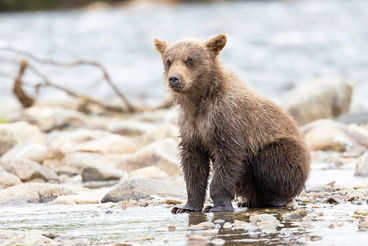 Young Alaskan Brown Bear. ©Elizabeth Boehm