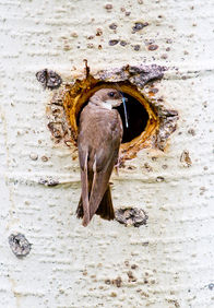 Feeding young, Tree Swallow, Wyoming. ©Elizabeth Boehm