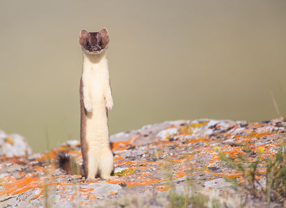 Long-tailed Weasel standing on rock. ©Elizabeth Boehm