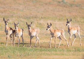 Pronghorn young. ©Elizabeth Boehm