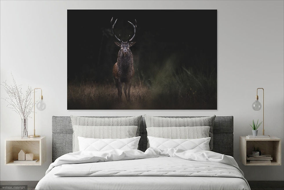 Cerf élaphe II - Dibond