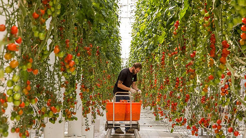 Fridheimar-tomato-farm-iceland.jpg