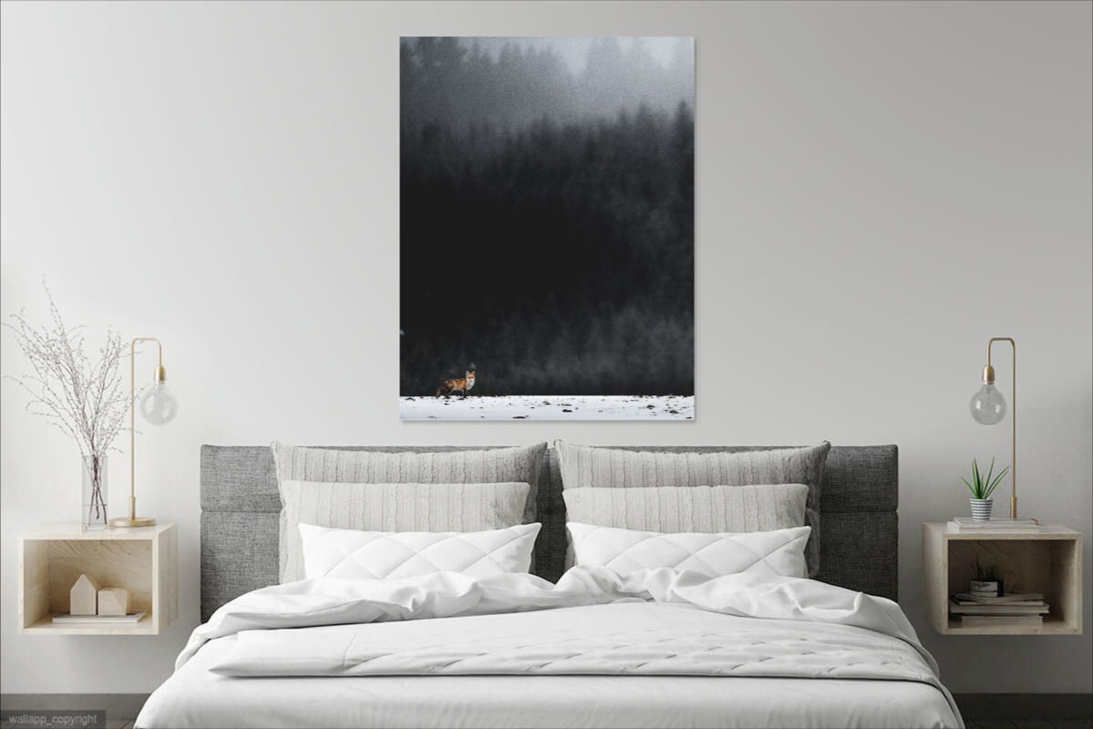 Renard roux IV - Dibond