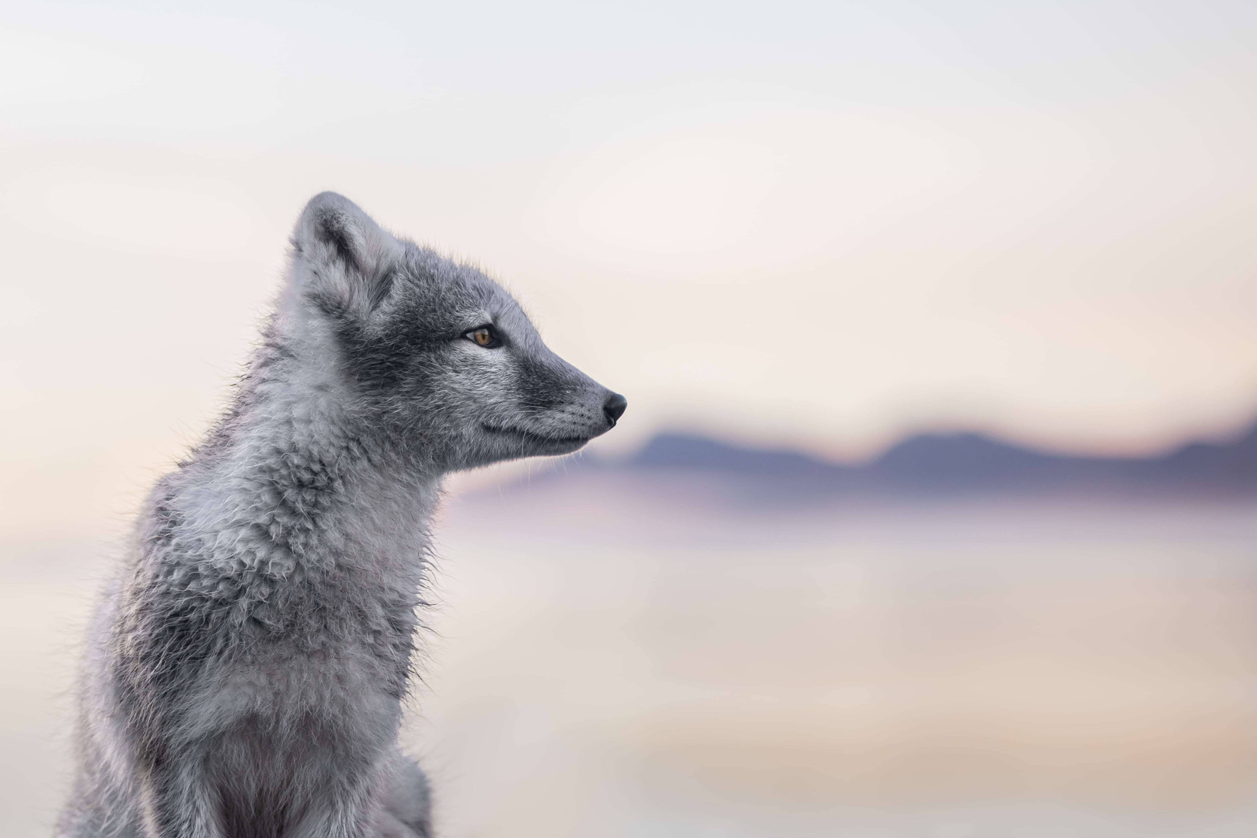 Arctic Fox V - FineArt