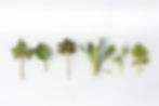 sprouts-photo.jpg