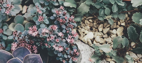 Succulents