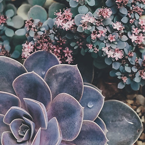 Succulents