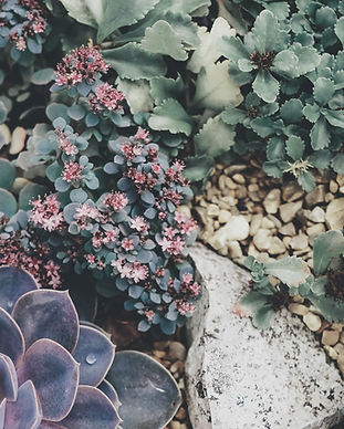 Succulents