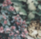 Succulents growing over rock