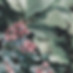Succulents