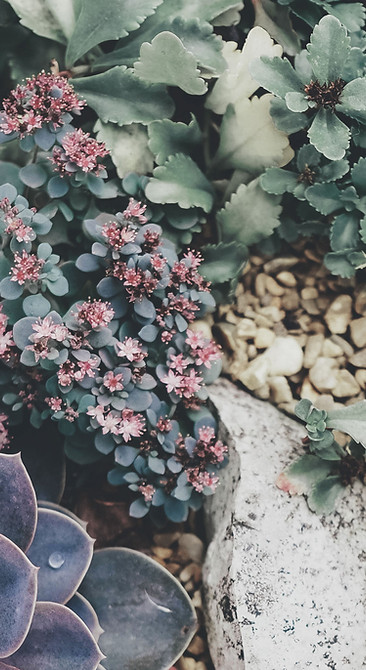 Succulents