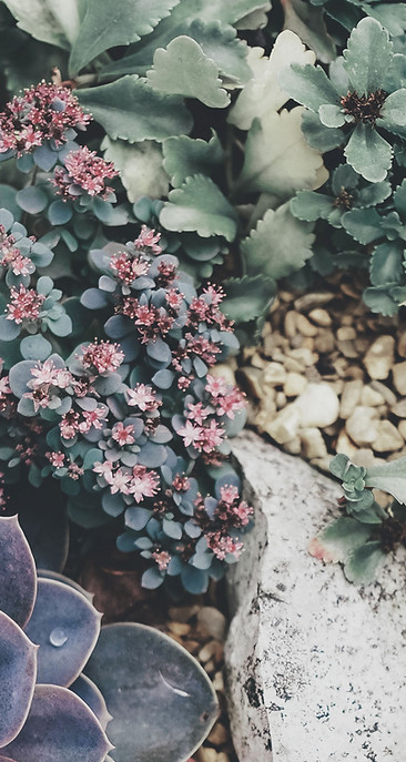 Succulents 