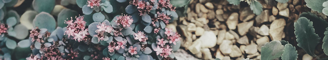 Succulents