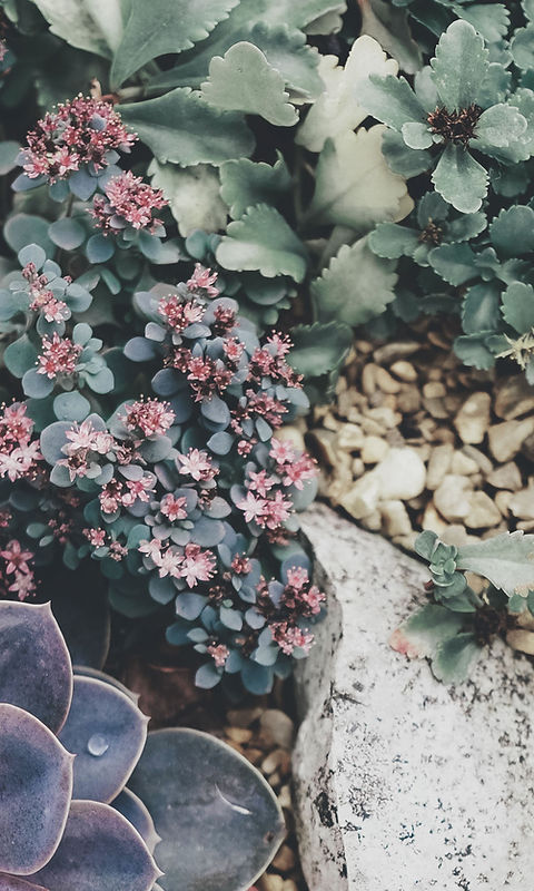 Succulents 