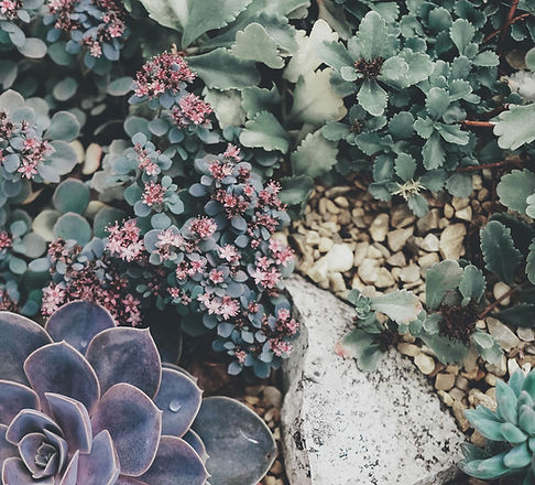 Succulents