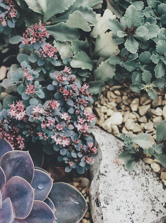 Succulents