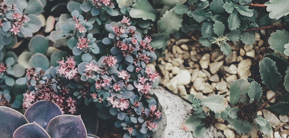 Succulents