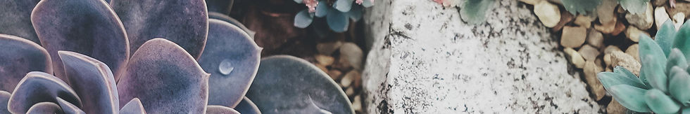 Succulents