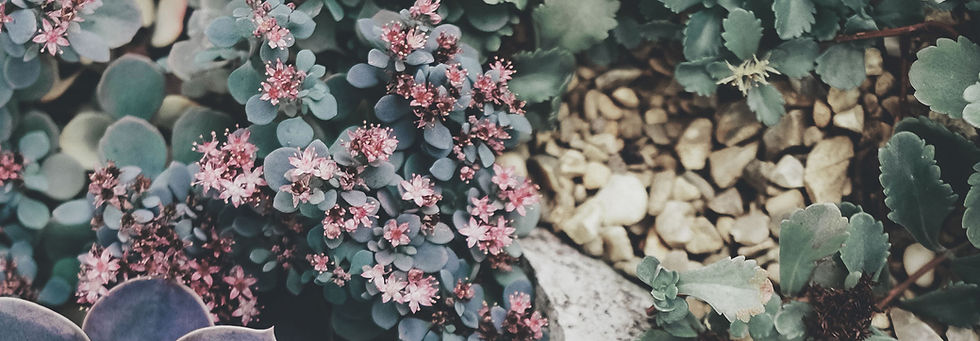 Succulents