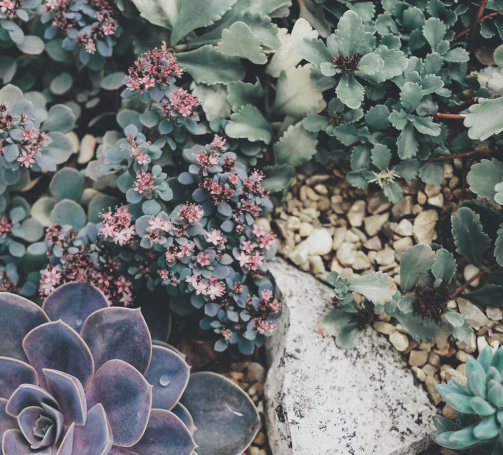 Succulent Plant Arrangement