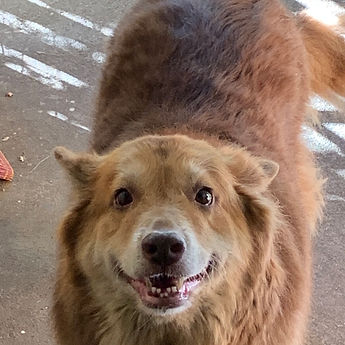 Kaya