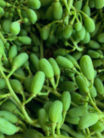 Fresh Sour Grapes 2 lb