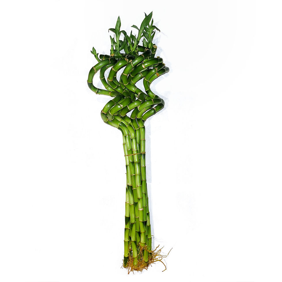 Thumbnail: Lucky Bamboo Plant 12 Inch - 5 Stalks