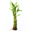 Thumbnail: Lucky Bamboo Plant 12 Inch - 5 Stalks