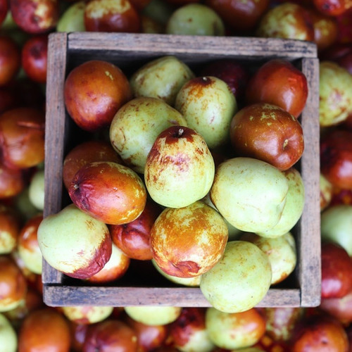 Fresh Jujube fruits (Ziziphus jujuba) Kejora Fresh