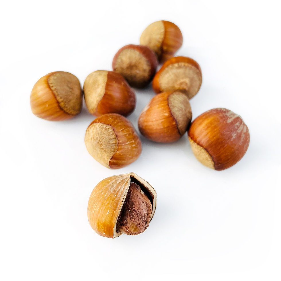 Thumbnail: Fresh Raw Hazelnuts 2 Packs
