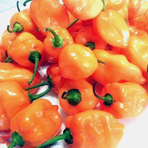 Thumbnail: Fresh Habanero Chili Peppers 2 lb