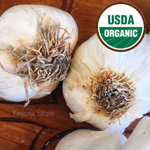Fresh Organic Garlic Bulbs Kejora Fresh